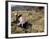 Rice Being Cut and Threshed, Guizhou Province, China-Occidor Ltd-Framed Photographic Print