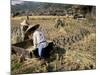 Rice Being Cut and Threshed, Guizhou Province, China-Occidor Ltd-Mounted Photographic Print