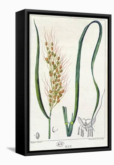 Rice, c.1820-Pierre Jean Francois Turpin-Framed Stretched Canvas