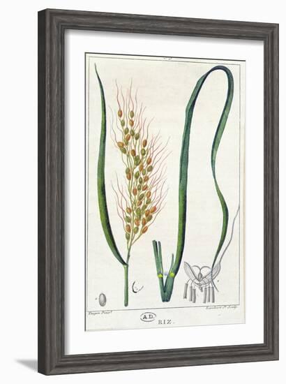 Rice, c.1820-Pierre Jean Francois Turpin-Framed Giclee Print