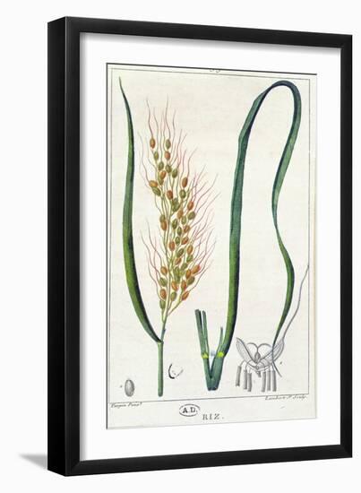 Rice, c.1820-Pierre Jean Francois Turpin-Framed Giclee Print