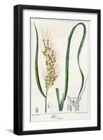 Rice, c.1820-Pierre Jean Francois Turpin-Framed Giclee Print