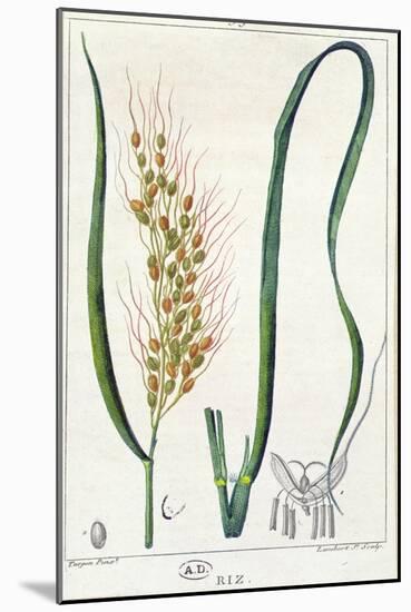 Rice, c.1820-Pierre Jean Francois Turpin-Mounted Giclee Print