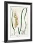 Rice, c.1820-Pierre Jean Francois Turpin-Framed Giclee Print