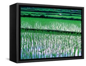 Rice Cultivation, Bali, Indonesia-Jay Sturdevant-Framed Stretched Canvas