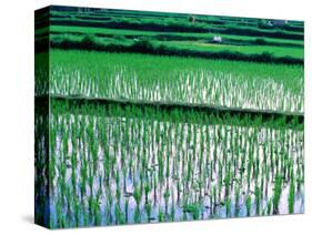 Rice Cultivation, Bali, Indonesia-Jay Sturdevant-Stretched Canvas