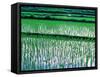 Rice Cultivation, Bali, Indonesia-Jay Sturdevant-Framed Stretched Canvas