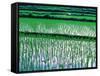 Rice Cultivation, Bali, Indonesia-Jay Sturdevant-Framed Stretched Canvas
