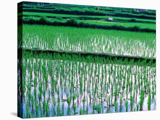 Rice Cultivation, Bali, Indonesia-Jay Sturdevant-Stretched Canvas