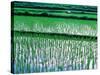 Rice Cultivation, Bali, Indonesia-Jay Sturdevant-Stretched Canvas
