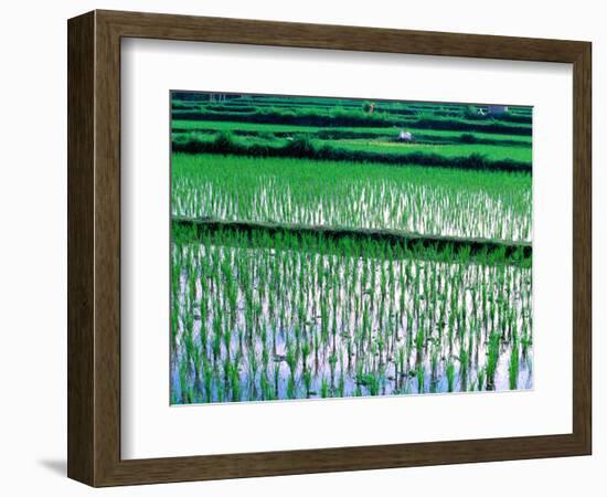 Rice Cultivation, Bali, Indonesia-Jay Sturdevant-Framed Photographic Print