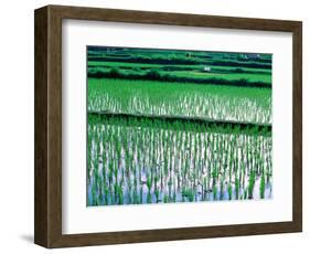 Rice Cultivation, Bali, Indonesia-Jay Sturdevant-Framed Photographic Print