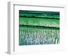 Rice Cultivation, Bali, Indonesia-Jay Sturdevant-Framed Photographic Print