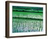 Rice Cultivation, Bali, Indonesia-Jay Sturdevant-Framed Photographic Print