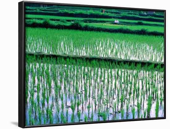 Rice Cultivation, Bali, Indonesia-Jay Sturdevant-Framed Photographic Print