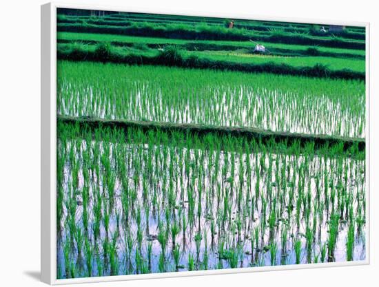 Rice Cultivation, Bali, Indonesia-Jay Sturdevant-Framed Photographic Print