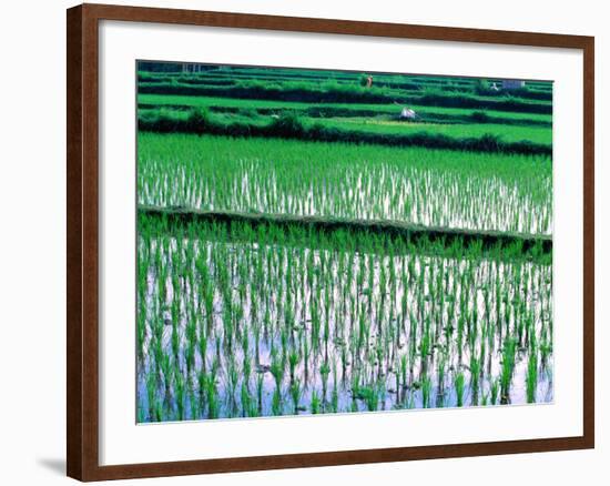 Rice Cultivation, Bali, Indonesia-Jay Sturdevant-Framed Photographic Print