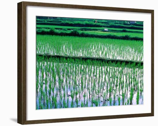 Rice Cultivation, Bali, Indonesia-Jay Sturdevant-Framed Photographic Print