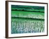 Rice Cultivation, Bali, Indonesia-Jay Sturdevant-Framed Photographic Print