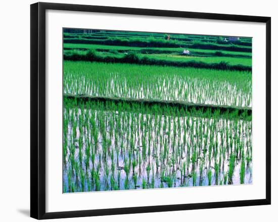 Rice Cultivation, Bali, Indonesia-Jay Sturdevant-Framed Photographic Print