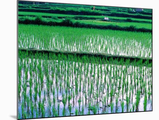 Rice Cultivation, Bali, Indonesia-Jay Sturdevant-Mounted Photographic Print