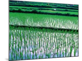 Rice Cultivation, Bali, Indonesia-Jay Sturdevant-Mounted Photographic Print