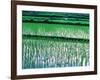 Rice Cultivation, Bali, Indonesia-Jay Sturdevant-Framed Photographic Print