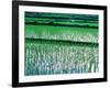 Rice Cultivation, Bali, Indonesia-Jay Sturdevant-Framed Photographic Print