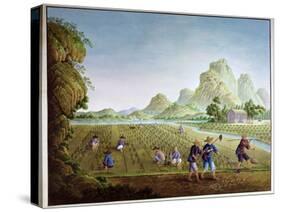 Rice Cultivation in China, Transplanting Plants-null-Stretched Canvas