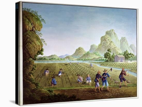 Rice Cultivation in China, Transplanting Plants-null-Stretched Canvas