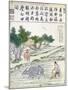 Rice Cultivation in China-null-Mounted Giclee Print