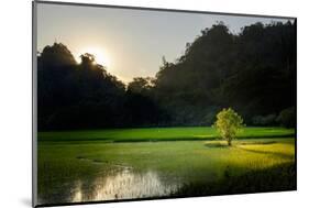 Rice-Field in Karstic Landscape, Hpa An, Kayin State (Karen State), Myanmar (Burma), Asia-Nathalie Cuvelier-Mounted Photographic Print