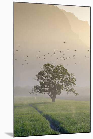 Rice-Field in Karstic Landscape, Hpa An, Kayin State (Karen State), Myanmar (Burma), Asia-Nathalie Cuvelier-Mounted Photographic Print