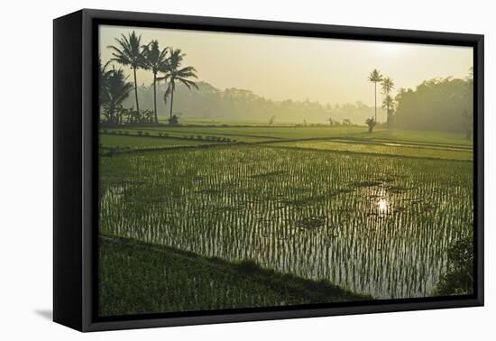 Rice Field, Near Borobodur, Kedu Plain, Java, Indonesia, Southeast Asia, Asia-Jochen Schlenker-Framed Stretched Canvas