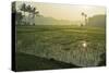 Rice Field, Near Borobodur, Kedu Plain, Java, Indonesia, Southeast Asia, Asia-Jochen Schlenker-Stretched Canvas