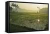 Rice Field, Near Borobodur, Kedu Plain, Java, Indonesia, Southeast Asia, Asia-Jochen Schlenker-Framed Stretched Canvas