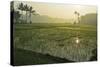 Rice Field, Near Borobodur, Kedu Plain, Java, Indonesia, Southeast Asia, Asia-Jochen Schlenker-Stretched Canvas