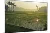 Rice Field, Near Borobodur, Kedu Plain, Java, Indonesia, Southeast Asia, Asia-Jochen Schlenker-Mounted Photographic Print