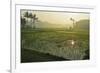 Rice Field, Near Borobodur, Kedu Plain, Java, Indonesia, Southeast Asia, Asia-Jochen Schlenker-Framed Photographic Print