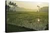 Rice Field, Near Borobodur, Kedu Plain, Java, Indonesia, Southeast Asia, Asia-Jochen Schlenker-Stretched Canvas