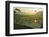 Rice Field, Near Borobodur, Kedu Plain, Java, Indonesia, Southeast Asia, Asia-Jochen Schlenker-Framed Photographic Print