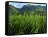 Rice Field Near Sapa, Sapa, Vietnam, Indochina, Southeast Asia, Asia-Godong-Framed Stretched Canvas