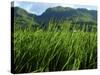 Rice Field Near Sapa, Sapa, Vietnam, Indochina, Southeast Asia, Asia-Godong-Stretched Canvas