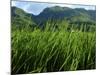 Rice Field Near Sapa, Sapa, Vietnam, Indochina, Southeast Asia, Asia-Godong-Mounted Photographic Print