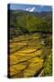 Rice Fields around Harvest Time in Paro Valley, Bhutan-Howie Garber-Stretched Canvas