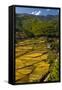 Rice Fields around Harvest Time in Paro Valley, Bhutan-Howie Garber-Framed Stretched Canvas