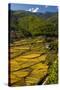 Rice Fields around Harvest Time in Paro Valley, Bhutan-Howie Garber-Stretched Canvas