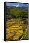 Rice Fields around Harvest Time in Paro Valley, Bhutan-Howie Garber-Framed Stretched Canvas