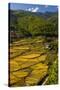 Rice Fields around Harvest Time in Paro Valley, Bhutan-Howie Garber-Stretched Canvas