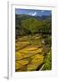 Rice Fields around Harvest Time in Paro Valley, Bhutan-Howie Garber-Framed Premium Photographic Print